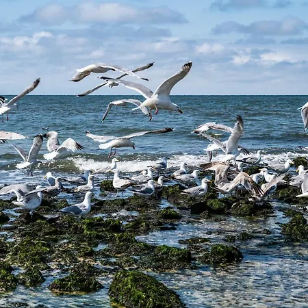 Strandrose Wenningstedt-Braderup
